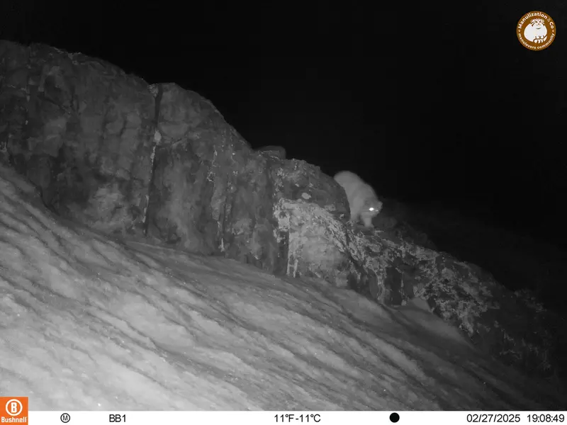 A photograph of Otocolobus manul manul from Aktas-Kunkora camera trap