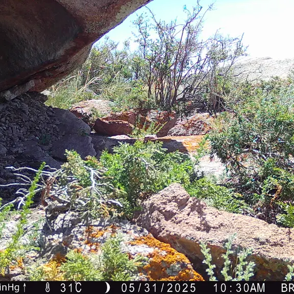 A photograph of Argali from Shubaraigyr [new] camera trap