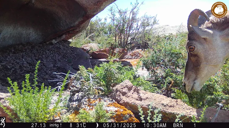 A photograph of Argali from Shubaraigyr [new] camera trap