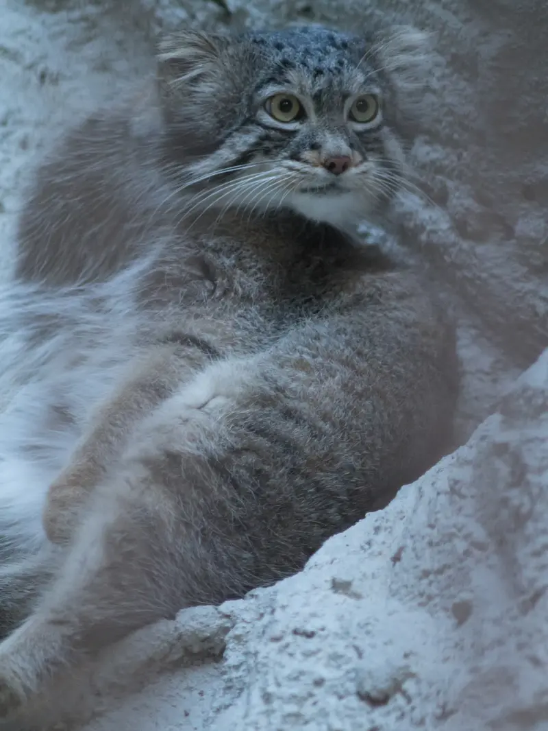 A photograph of Figa in Nogeyama Zoo