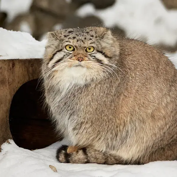 A photograph of a Pallas's cat