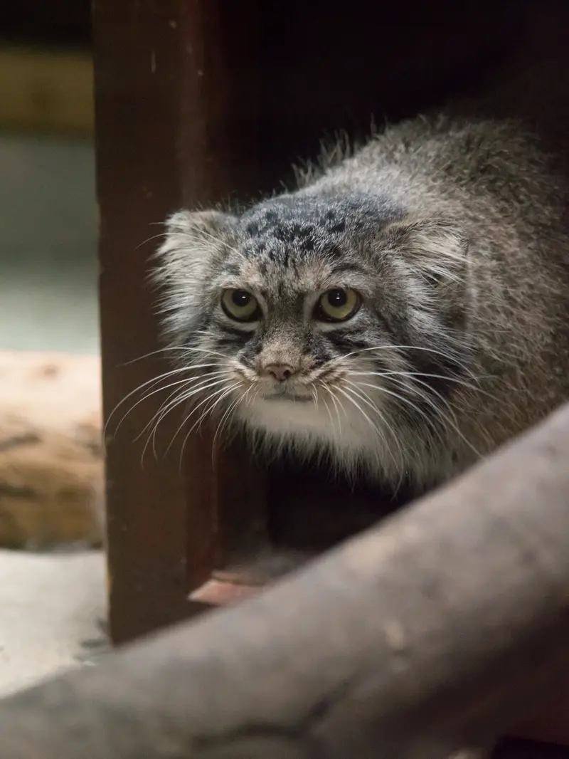 A photograph of Shafran in Ueno Zoological Gardens
