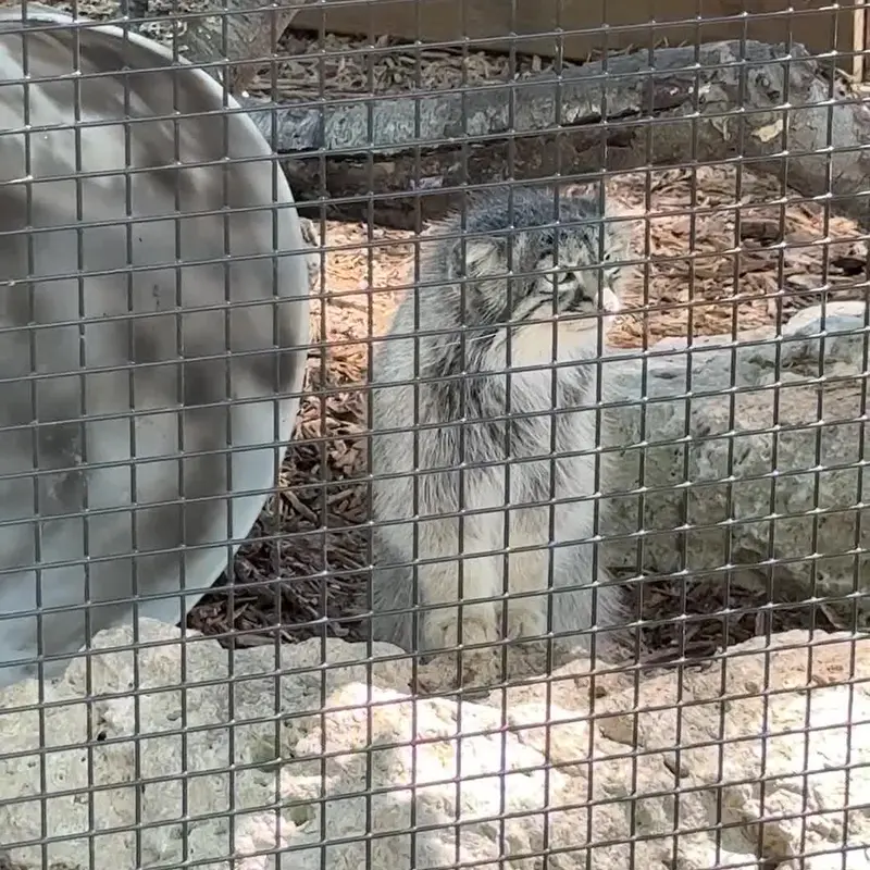 A photograph of a Pallas's cat in Niabi Zoo