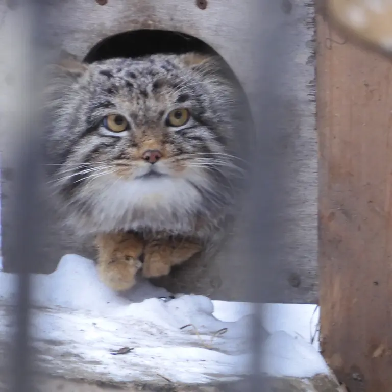 A photograph of Mensu in Novosibirsk Zoo