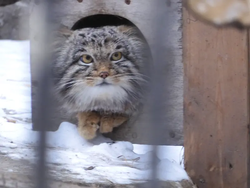 A photograph of Mensu in Novosibirsk Zoo