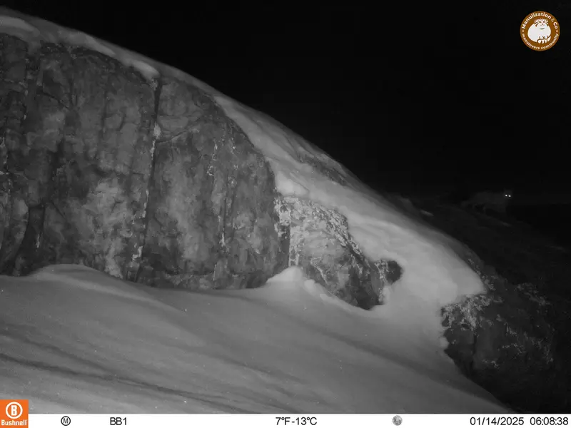 A photograph of Red fox from Aktas-Kunkora camera trap
