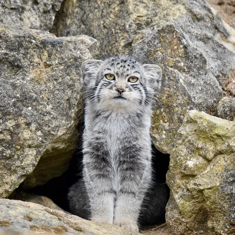 A photograph of Kitten of Namuu b. 2025 Ⅰ in Port Lympne Wild Animal Park