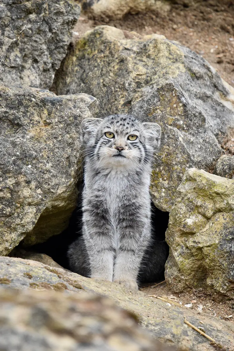 A photograph of Kitten of Namuu b. 2025 Ⅰ in Port Lympne Wild Animal Park