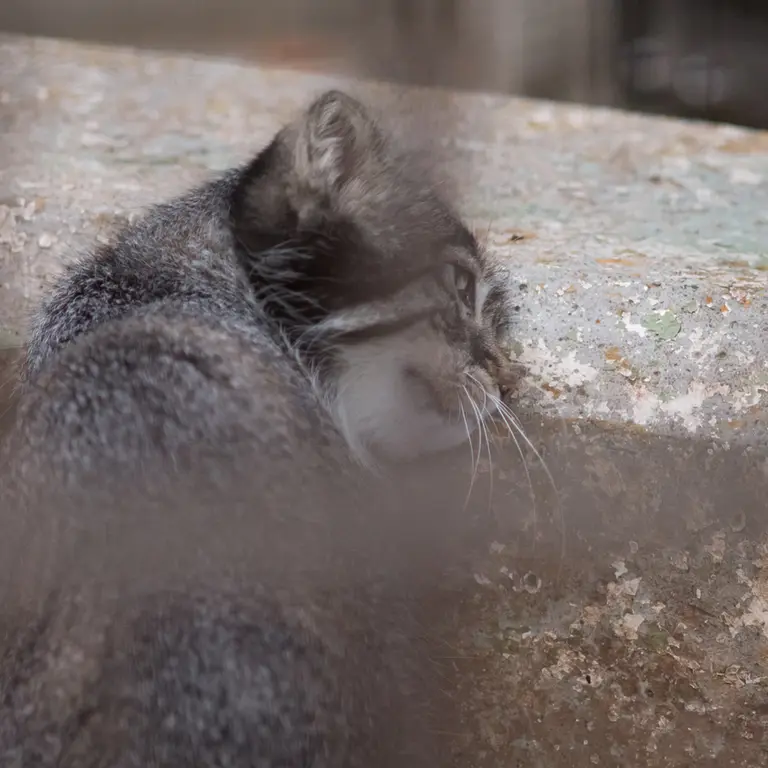 A photograph of Figa in Nogeyama Zoo