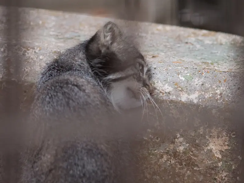 A photograph of Figa in Nogeyama Zoo