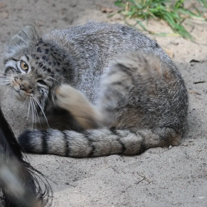 A photograph of a Pallas's cat in Novosibirsk Zoo