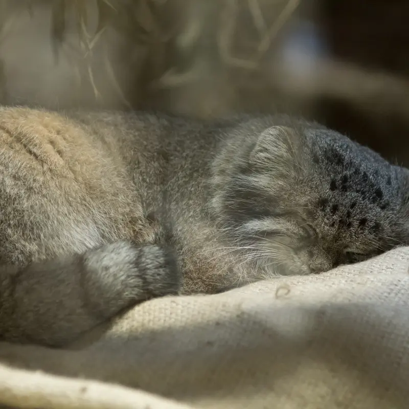 A photograph of Klyon in Ueno Zoological Gardens