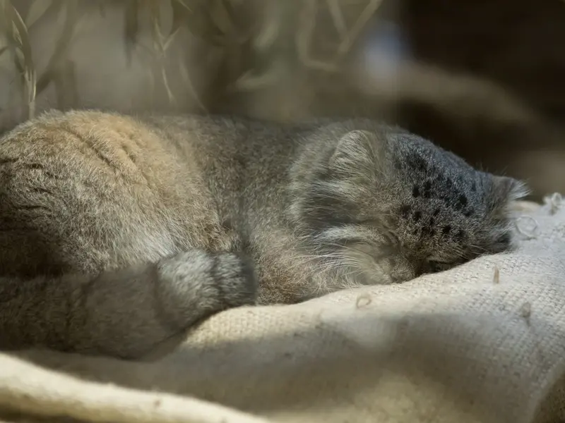 A photograph of Klyon in Ueno Zoological Gardens