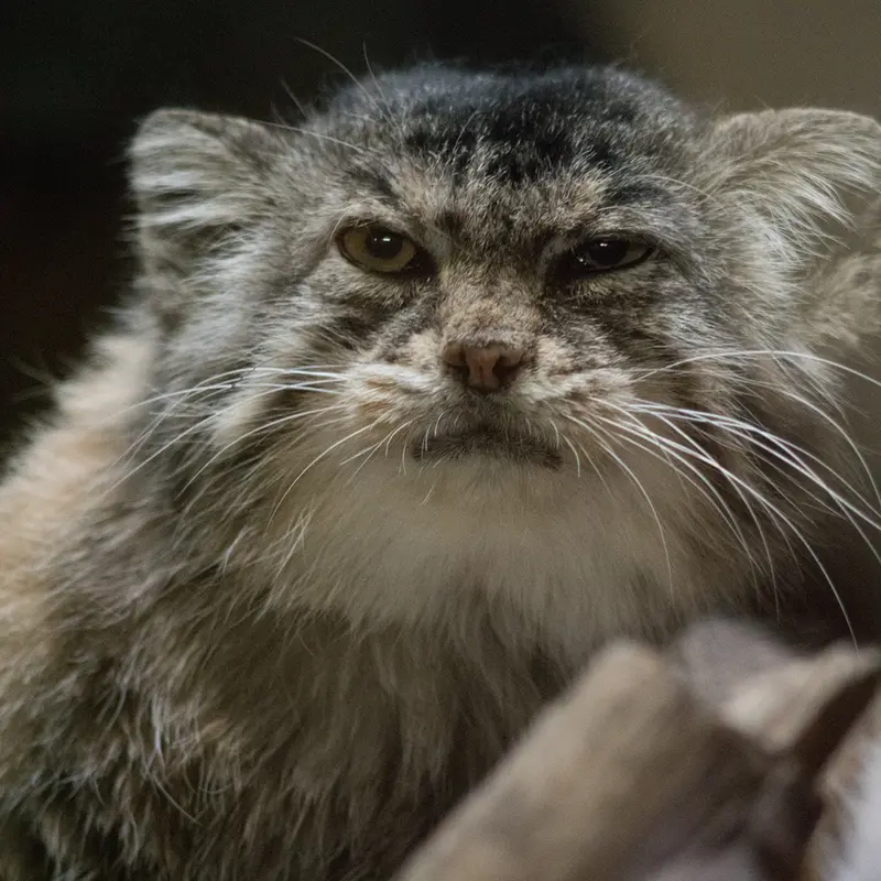 A photograph of Primula in Ueno Zoological Gardens