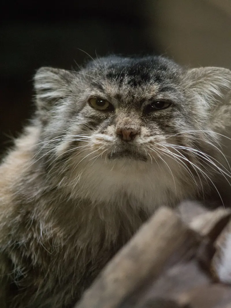 A photograph of Primula in Ueno Zoological Gardens