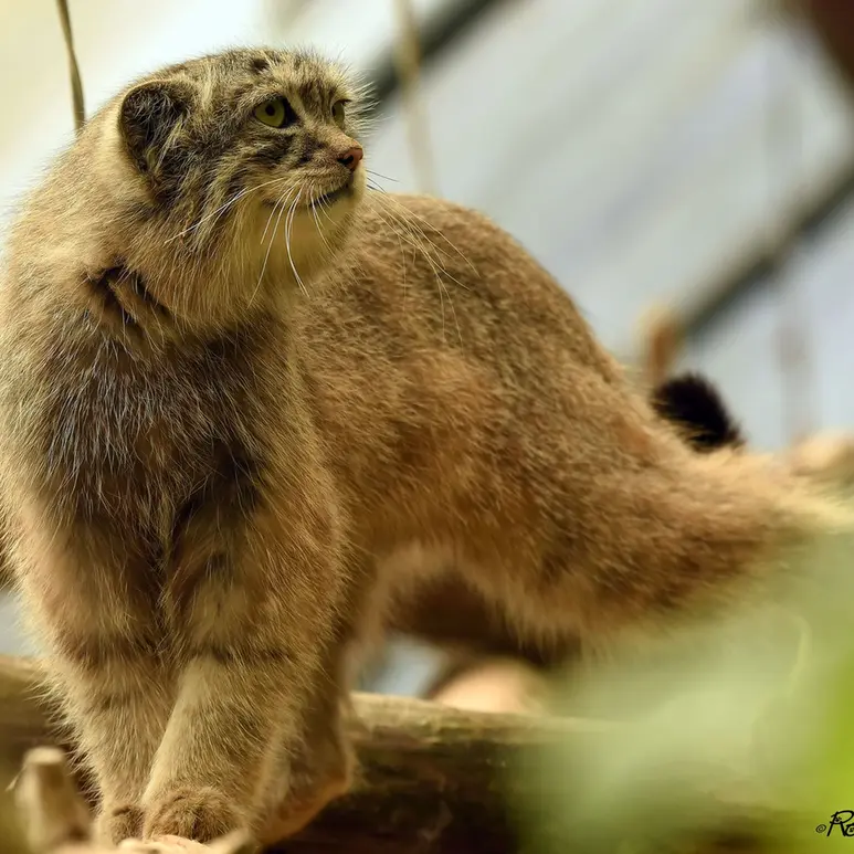 A photograph of Nathu in Lumigny Safari Reserve