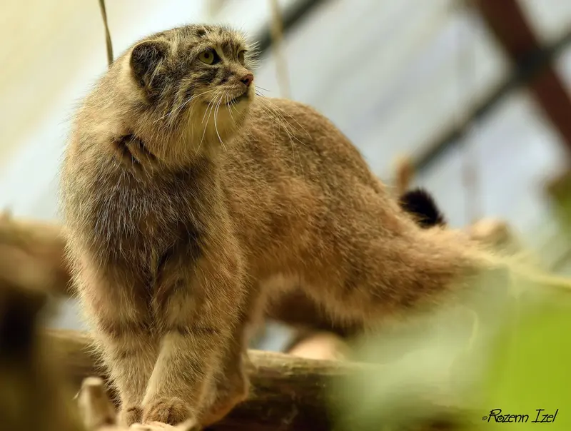 A photograph of Nathu in Lumigny Safari Reserve
