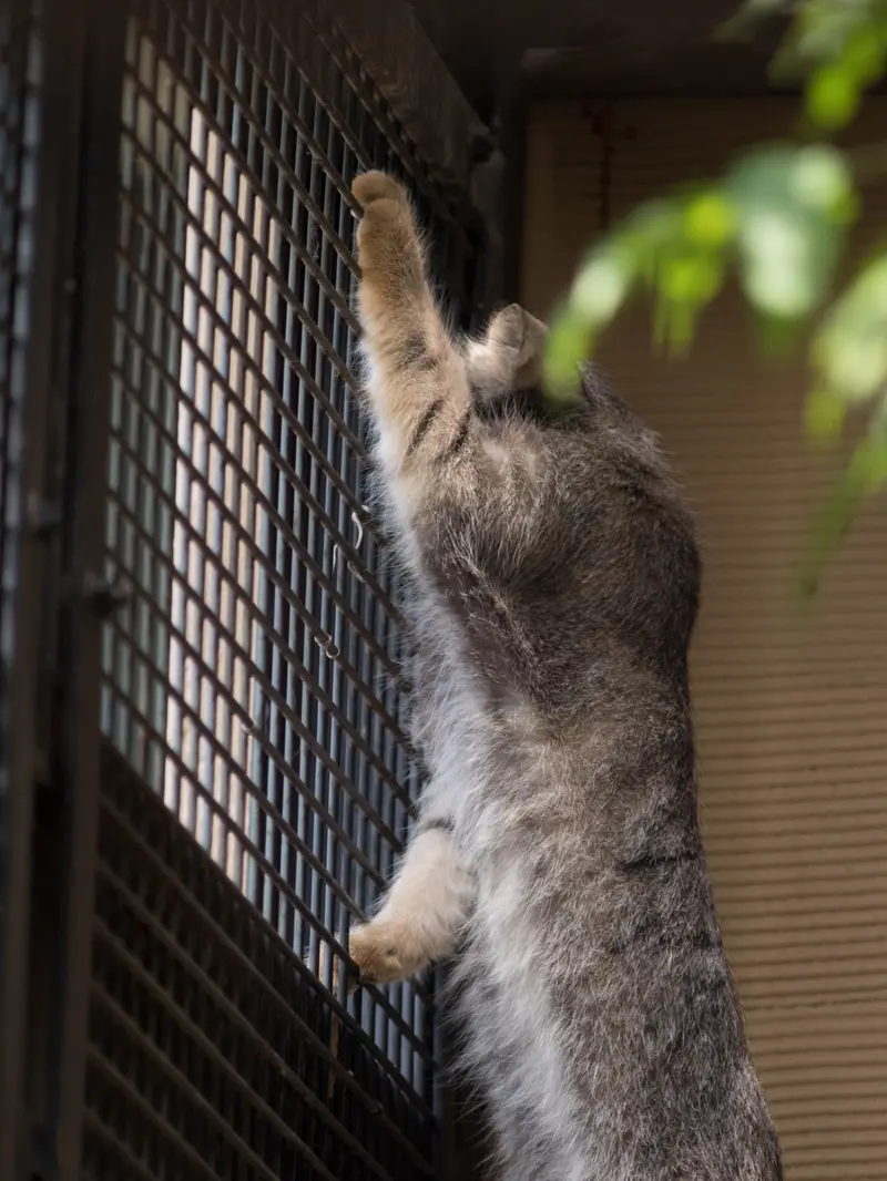 A photograph of Hide in Asahiyama Zoo