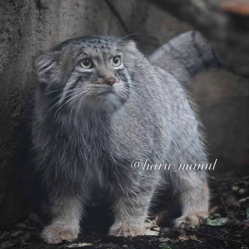A photograph of Nagomu in Nasu Animal Kingdom