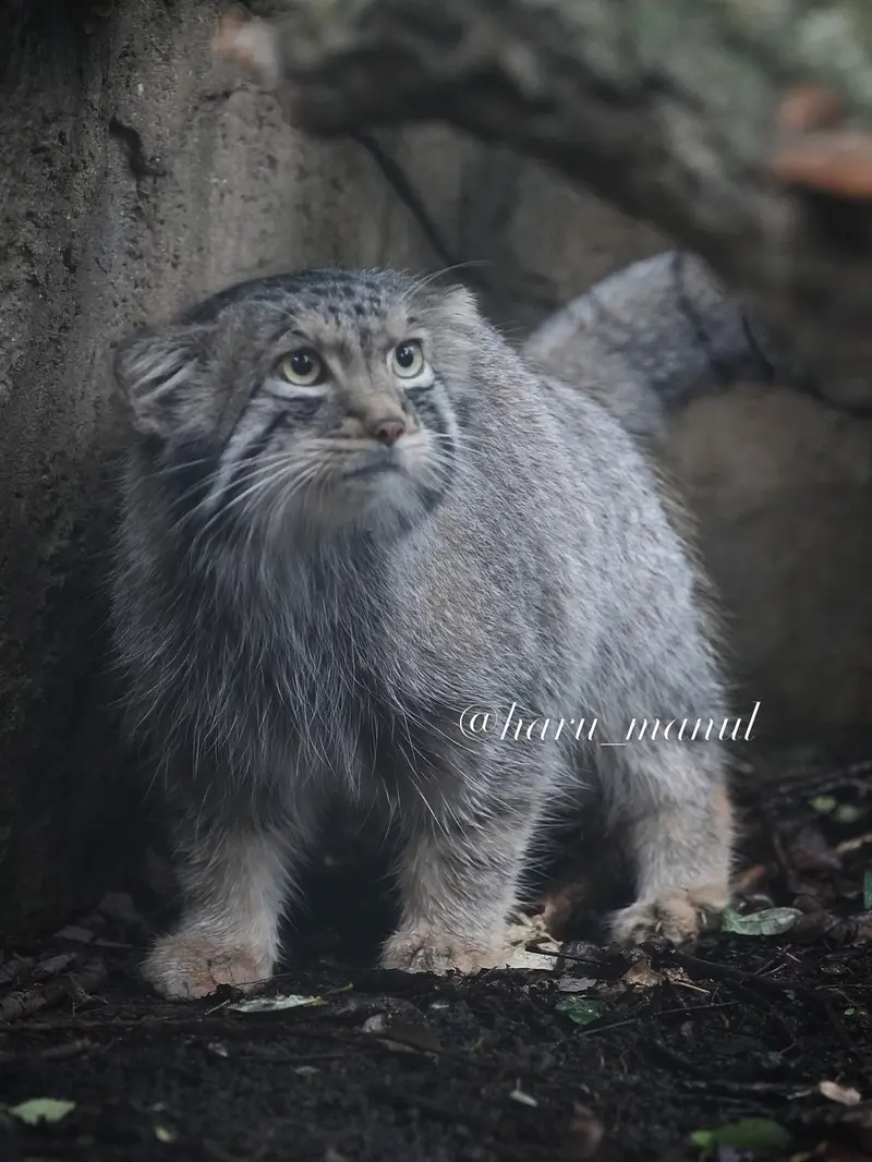 A photograph of Nagomu in Nasu Animal Kingdom