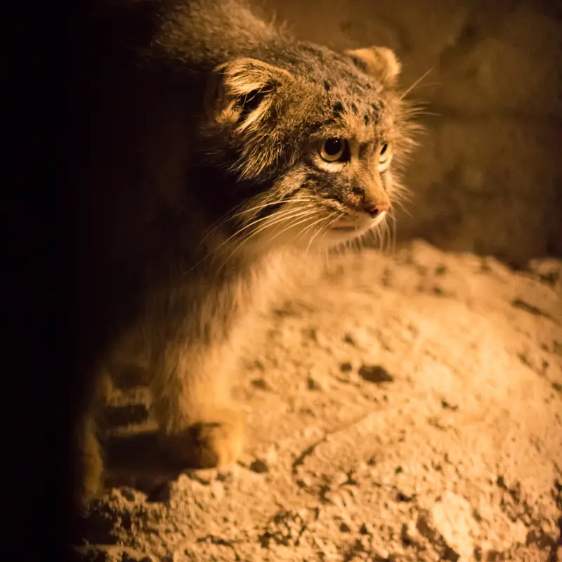 A photograph of Figa in Nogeyama Zoo
