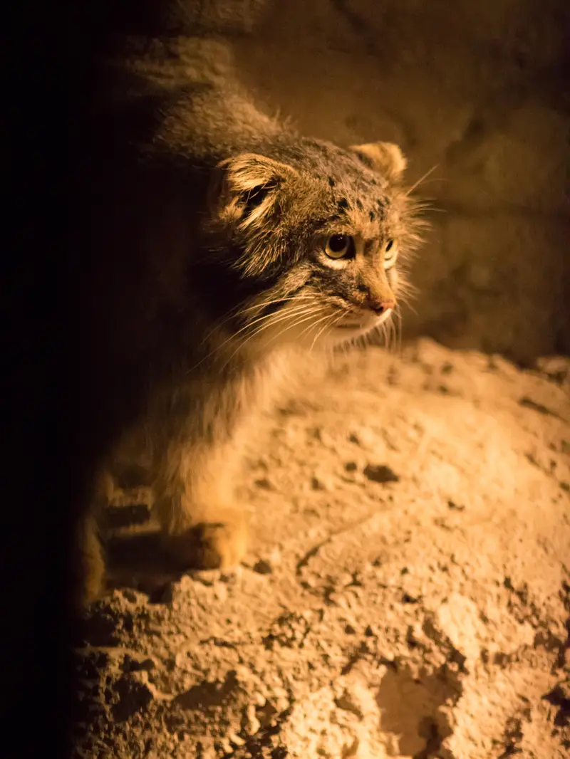 A photograph of Figa in Nogeyama Zoo