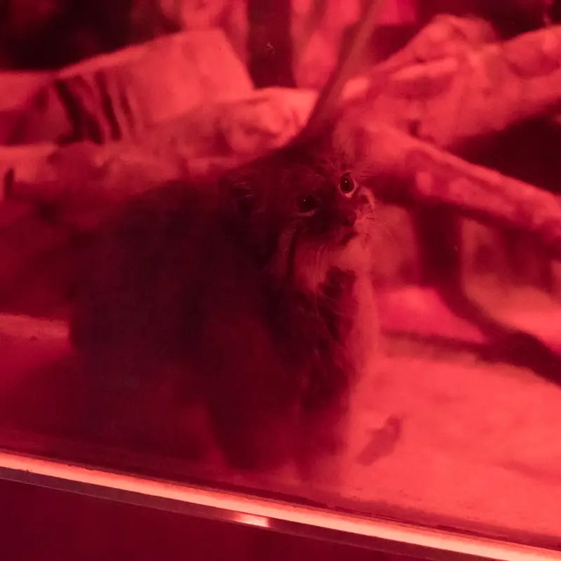 A photograph of Naim in Ueno Zoological Gardens