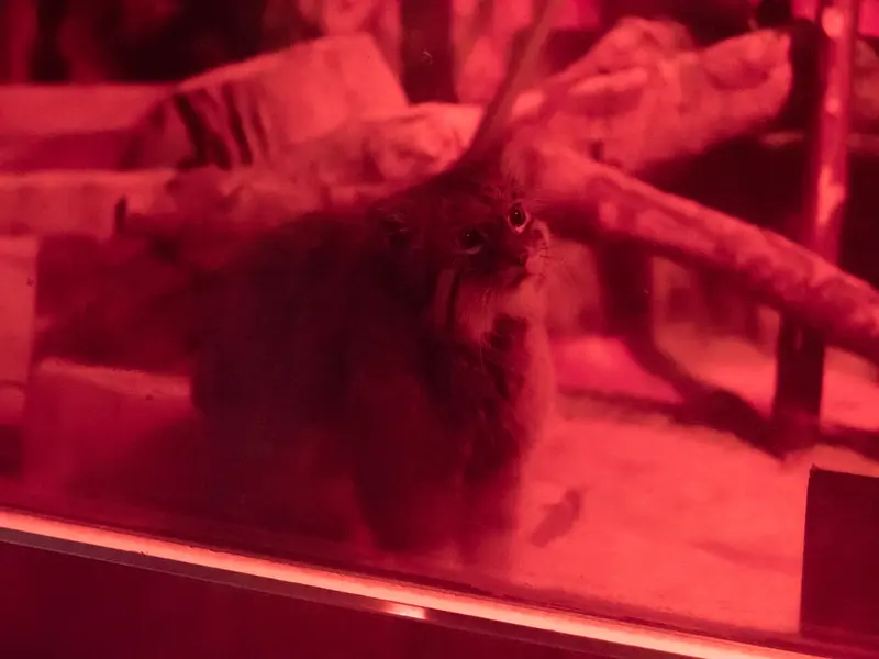 A photograph of Naim in Ueno Zoological Gardens
