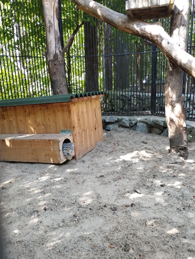 A photograph of a Pallas's cat in Novosibirsk Zoo