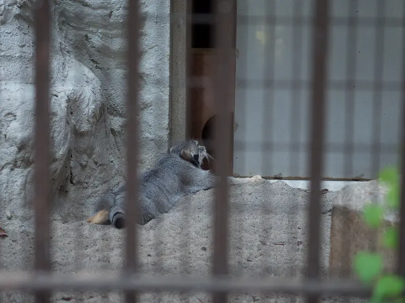 A photograph of Figa in Nogeyama Zoo
