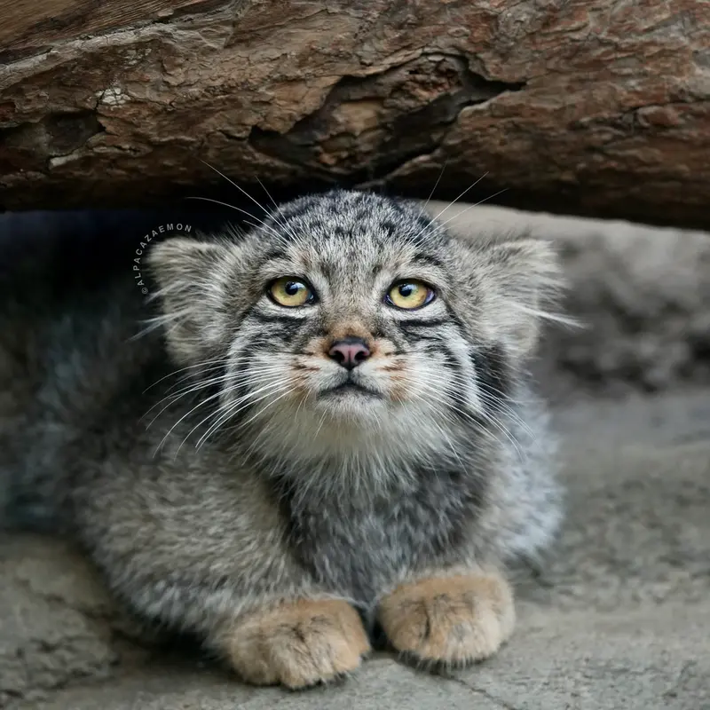 A photograph of Haku in Kobe Animal Kingdom