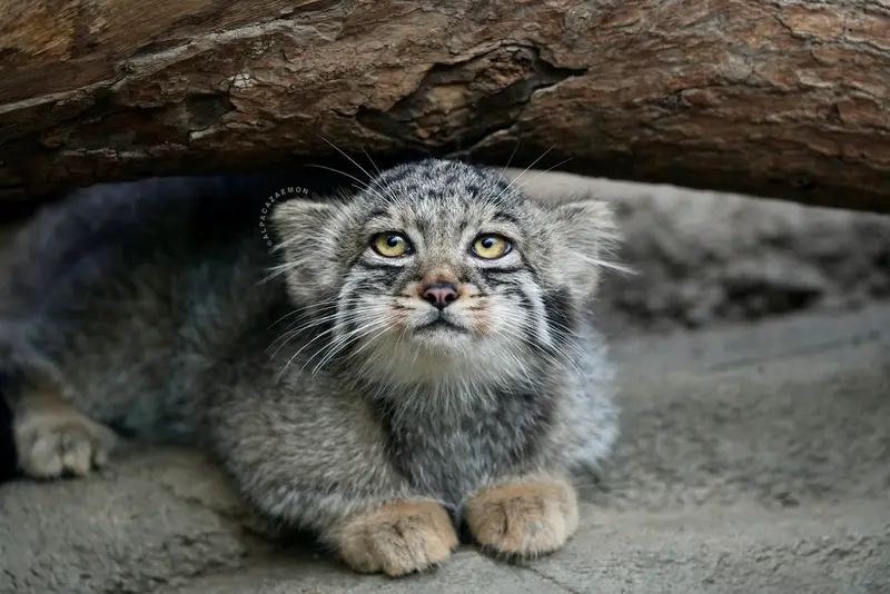 A photograph of Haku in Kobe Animal Kingdom