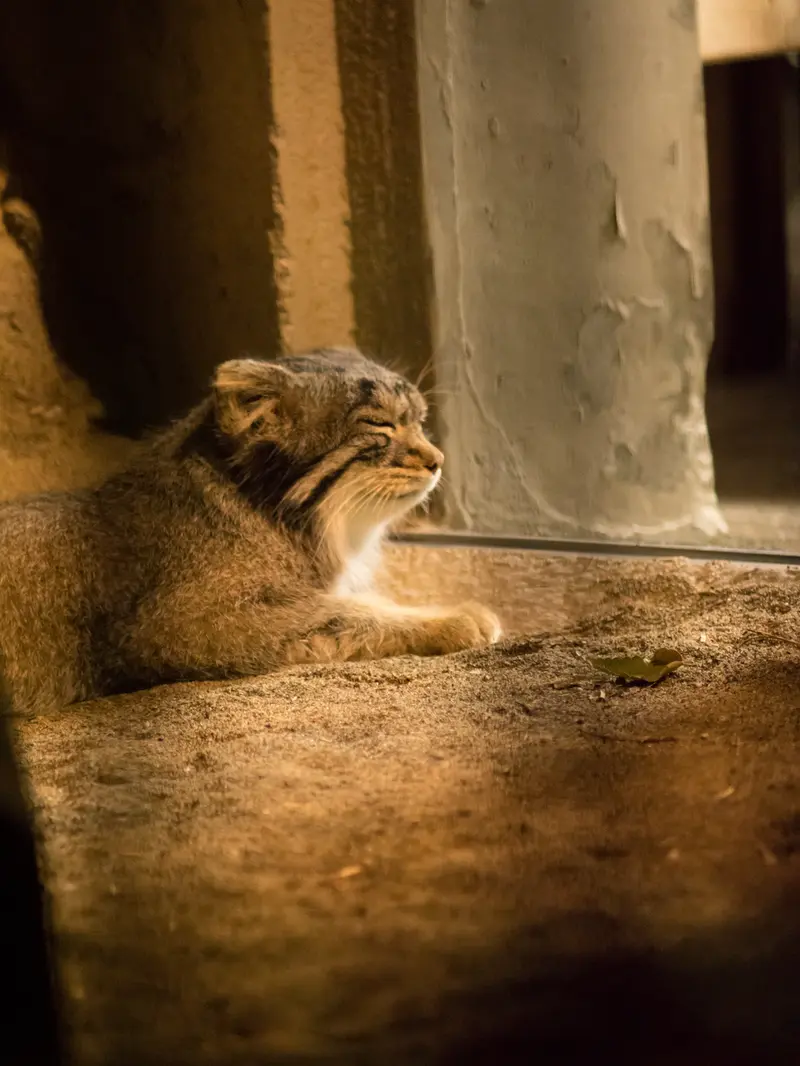 A photograph of Figa in Nogeyama Zoo