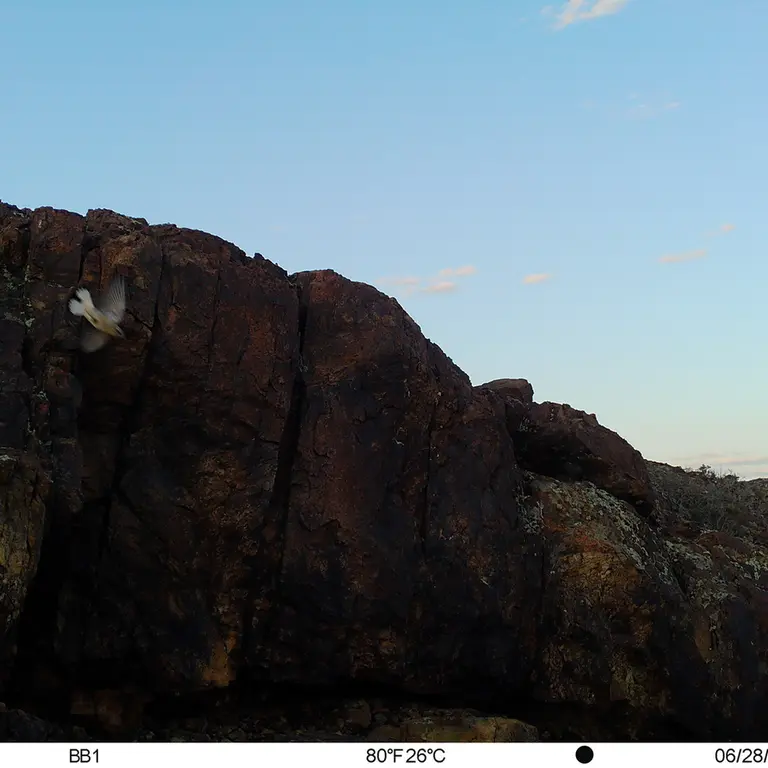 A photograph of a Pallas's cat from Aktas-Kunkora [new] camera trap