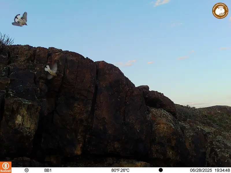 A photograph of a Pallas's cat from Aktas-Kunkora [new] camera trap
