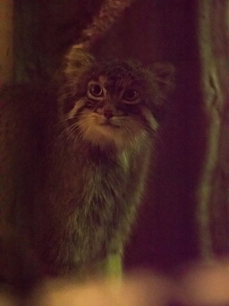 A photograph of Figa in Nogeyama Zoo