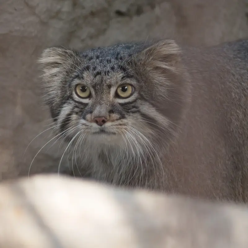 A photograph of Figa in Nogeyama Zoo