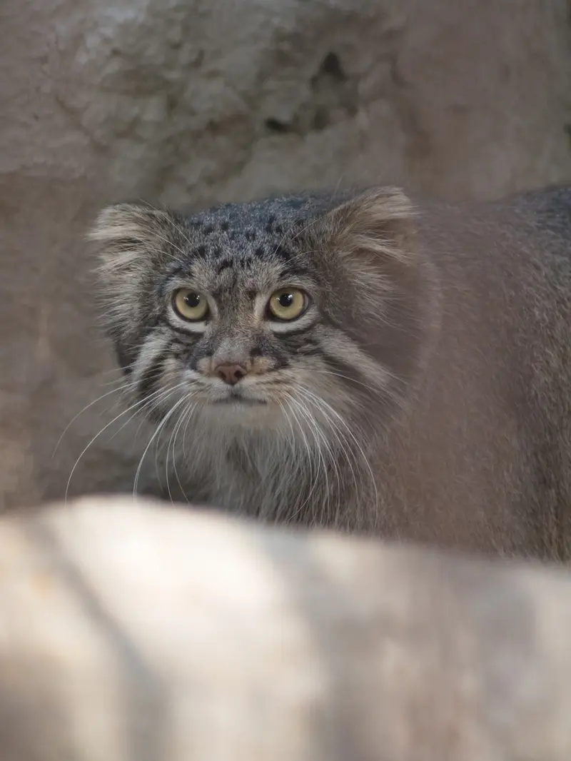 A photograph of Figa in Nogeyama Zoo