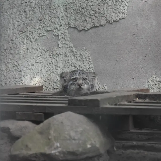 A photograph of Boris Ⅱ in Budapest Zoo & Botanical Garden