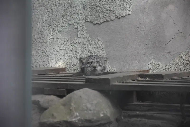 A photograph of Son of Lucy b. 2026 in Budapest Zoo & Botanical Garden