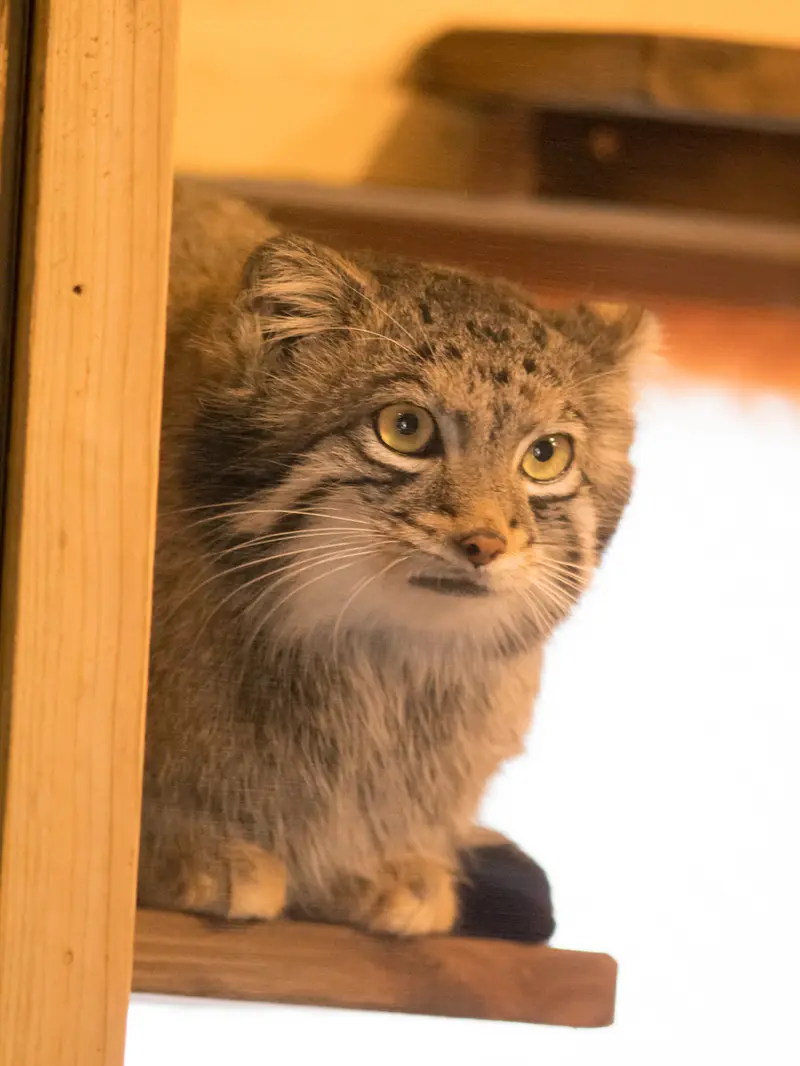 A photograph of Oto in Saitama Children's Zoo