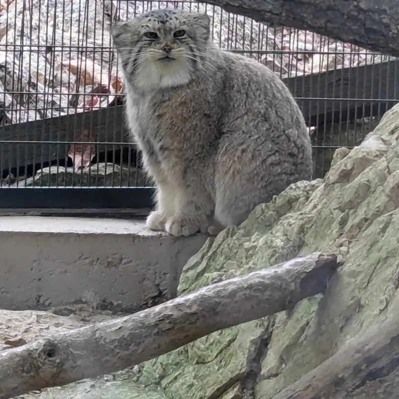 A photograph of Norbu in Mill Mountain Zoo