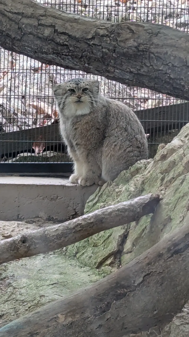 A photograph of Norbu in Mill Mountain Zoo
