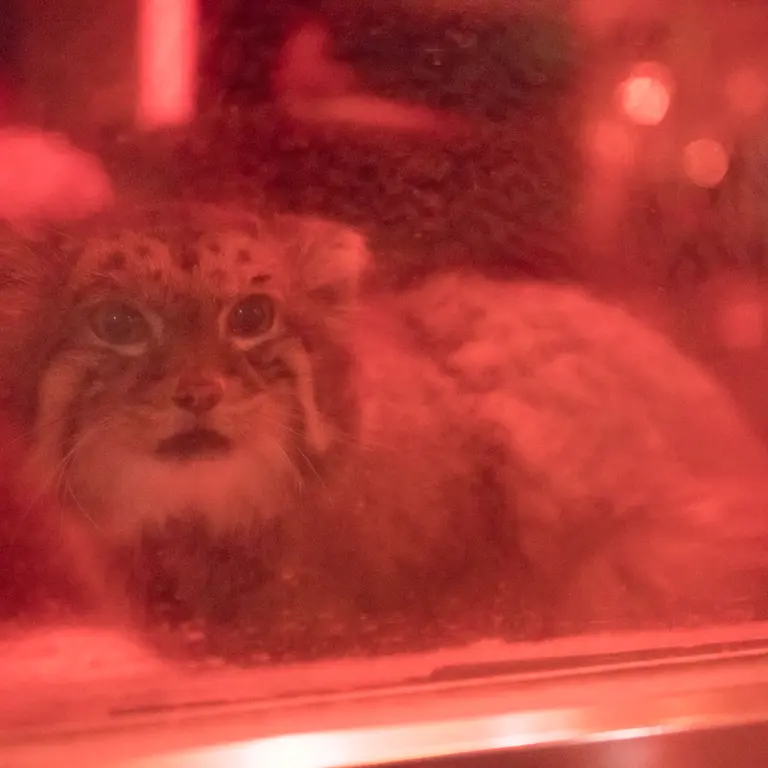 A photograph of Naim in Ueno Zoological Gardens