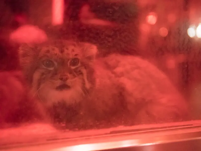 A photograph of Naim in Ueno Zoological Gardens