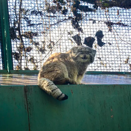 A photograph of Bohus in Budapest Zoo &amp; Botanical Garden