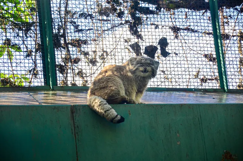 A photograph of Bohus in Budapest Zoo &amp; Botanical Garden