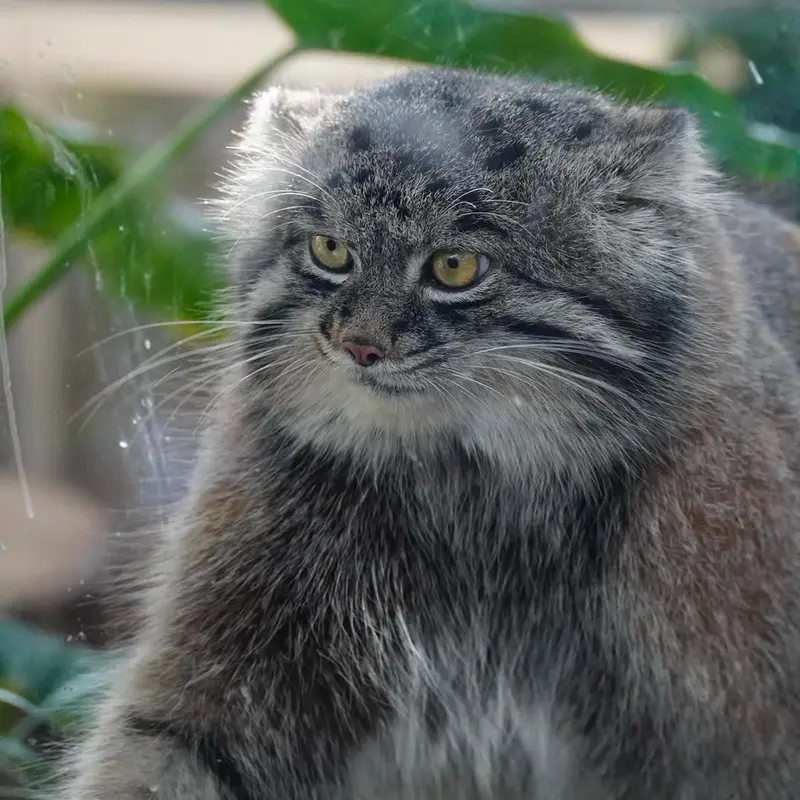 A photograph of a Pallas's cat