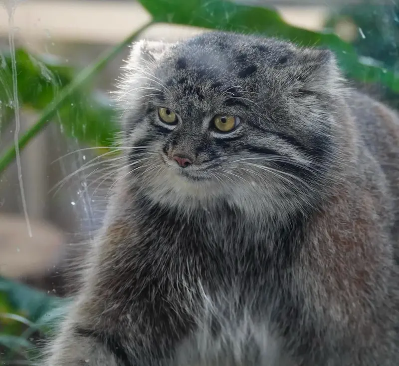 A photograph of a Pallas's cat