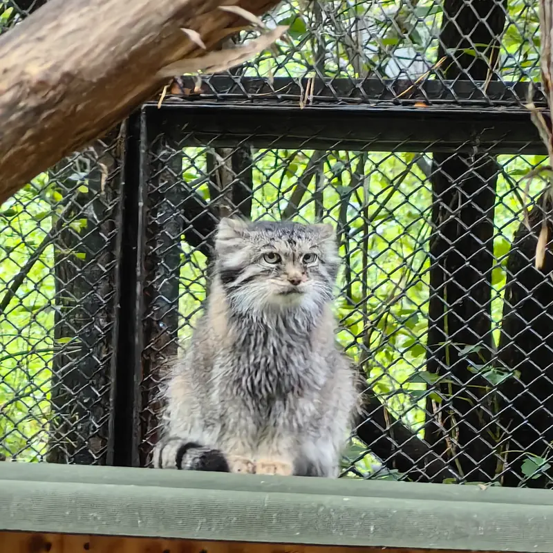 A photograph of Lastochka in Novosibirsk Zoo